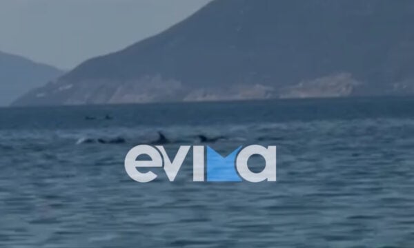 Απίστευτο θέαμα στην Εύβοια με κοπάδι δελφινιών να κολυμπά δίπλα στον κόσμο