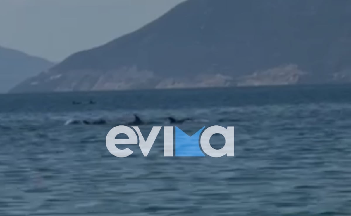Απίστευτο θέαμα στην Εύβοια με κοπάδι δελφινιών να κολυμπά δίπλα στον κόσμο