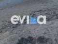 Εύβοια: Ανησυχία από τα χιλιάδες νεκρά ψάρια που γέμισαν παραλία