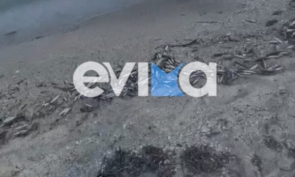 Εύβοια: Χιλιάδες νεκρά ψάρια γέμισαν παραλία, προκαλώντας ανησυχία