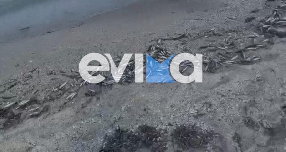 Εύβοια: Χιλιάδες νεκρά ψάρια γέμισαν παραλία, προκαλώντας ανησυχία 3 Εύβοια: Χιλιάδες νεκρά ψάρια γέμισαν παραλία, προκαλώντας ανησυχία