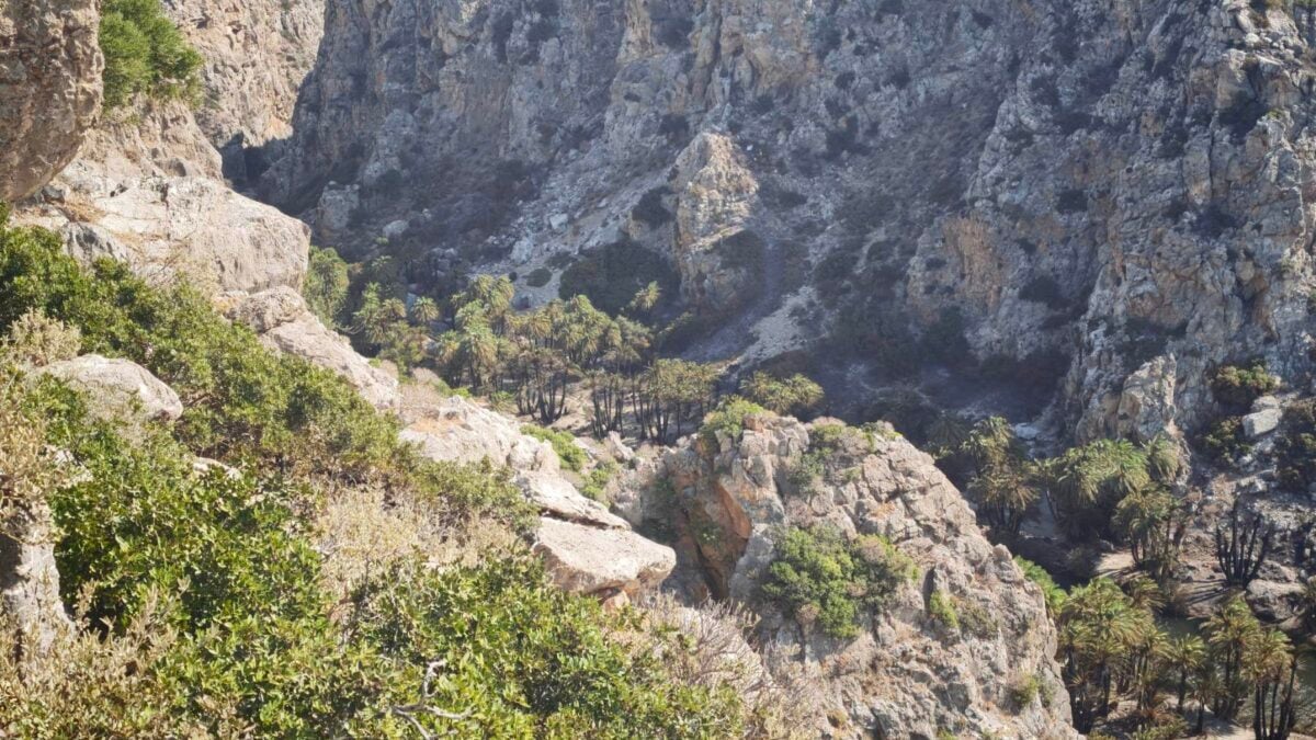 Φωτιά στο Ρέθυμνο: Περιορισμένες ζημιές στο Φοινικόδασος του Πρέβελη 3 Φωτιά στο Ρέθυμνο: Περιορισμένες ζημιές στο Φοινικόδασος του Πρέβελη