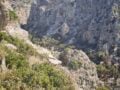 Φωτιά στο Ρέθυμνο: Περιορισμένες ζημιές στο Φοινικόδασος του Πρέβελη