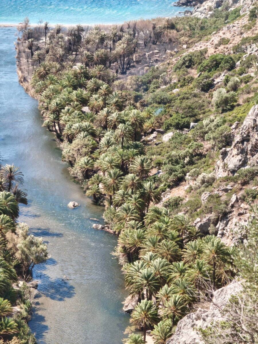Φωτιά στο Ρέθυμνο: Περιορισμένες ζημιές στο Φοινικόδασος του Πρέβελη 9 Φοινικόδασος του Πρέβελη