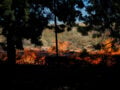 Φωτιά στο Κορωπί: Πάνω από 45 πυροσβέστες στην κατάσβεση
