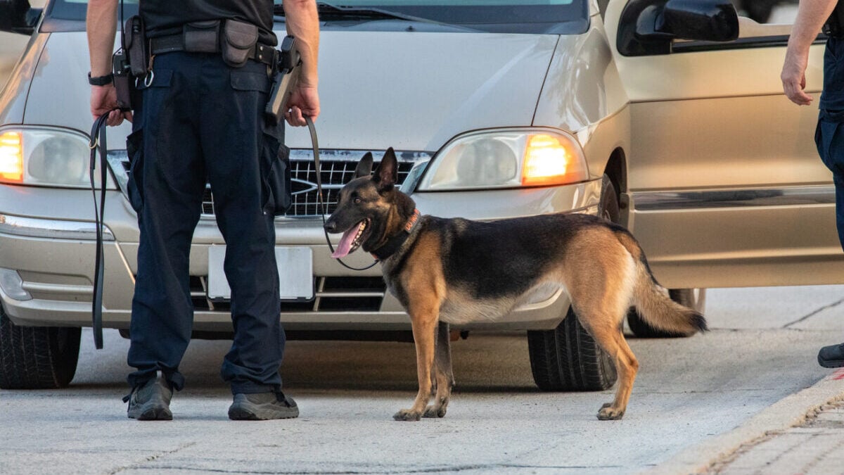 Σκύλος επιτέθηκε σε άνδρα και σκότωσε το κατοικίδιό του στα Βριλήσσια 1 Σκύλος επιτέθηκε σε άνδρα και σκότωσε το κατοικίδιό του στα Βριλήσσια