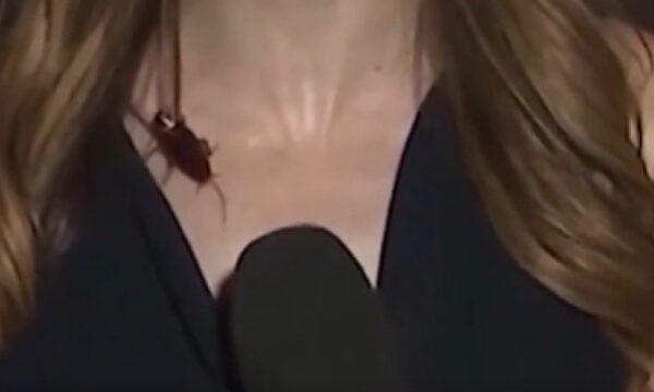 Κατσαρίδα έκανε βόλτες πάνω σε ρεπόρτερ σε live σύνδεση – Η αντίδρασή της (Βίντεο)