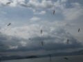 ΕΟΔΥ: 4 θάνατοι από τον ιό του Δυτικού Νείλου και 21 νέα κρούσματα την τελευταία εβδομάδα