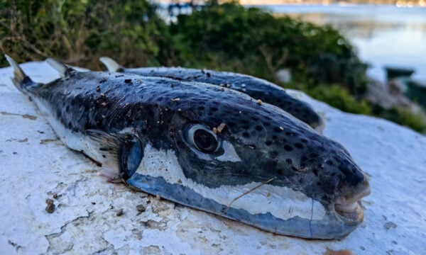 Ηράκλειο: Σκύλος έφαγε λαγοκέφαλο που ξεβράστηκε σε παραλία και πέθανε