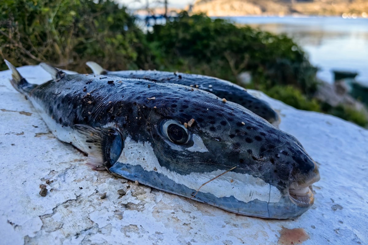 Ηράκλειο: Σκύλος έφαγε λαγοκέφαλο που ξεβράστηκε σε παραλία και πέθανε