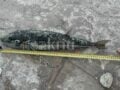 Λαγοκέφαλος γίγας άνω των 50 εκατοστών αλιεύτηκε σε παραλία στο Ηράκλειο