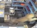 Λεοπάρδαλη εισέβαλε σε κάβα στην Ινδία και όρμησε σε 25χρονο – Βίντεο