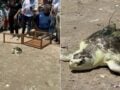 Διάσημη θαλάσσια χελώνα «Πάμε, Pancake» επέστρεψε στον Ατλαντικό με GPS στο καβούκι της – ΒΙΝΤΕΟ
