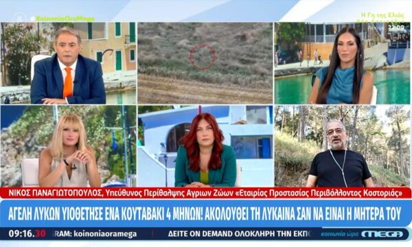 Αγέλη λύκων υιοθέτησε ένα κουταβάκι 4 μηνών