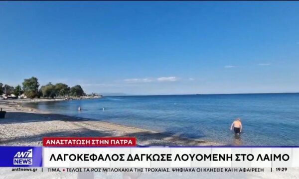 Άλλο ένα περιστατικό επίθεσης λαγοκέφαλου σε λουόμενη, έγινε στην Πάτρα
