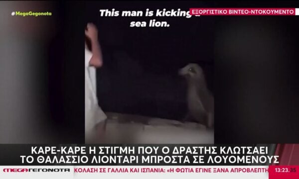 Άνδρας κλώτσησε θαλάσσιο λιοντάρι στο Σαν Ντιέγκο