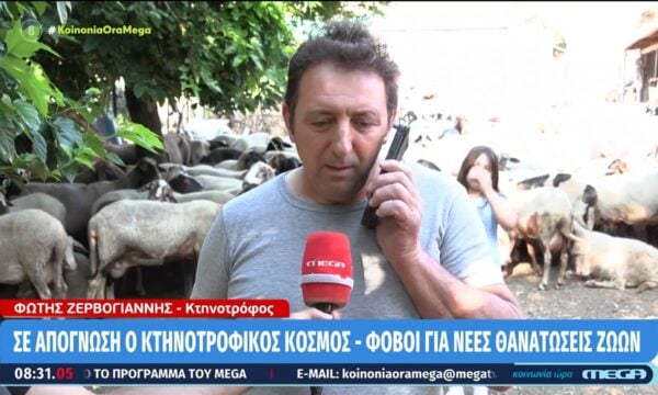 Αρκαδία: Θανατώθηκαν 230 ζώα λόγω ευλογιάς – «Δεν θα σταματήσουν τα κρούσματα αν δεν γίνει εμβολιασμός»