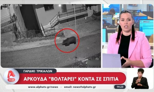 Αρκούδα ”βολτάρει” κοντά σε σπίτια στο Γαρδίκι Τρικάλων