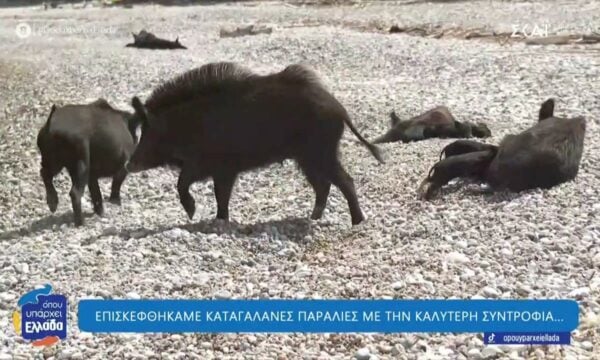 Εφέτος στο «Όπου Υπάρχει Ελλάδα» κάναμε τα πάντα