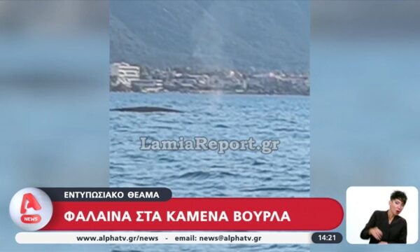 Εντυπωσιακό θέαμα: Φάλαινα στα Καμένα Βούρλα