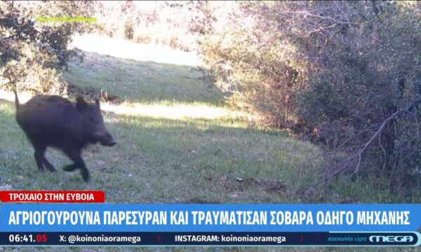 Εύβοια: Οδηγός μηχανής τραυματίστηκε σοβαρά μετά από σύγκρουση με αγριογούρουνα