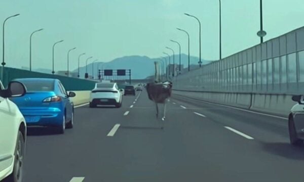 «Fast & Furious» με στρουθοκάμηλο σε αυτοκινητόδρομο