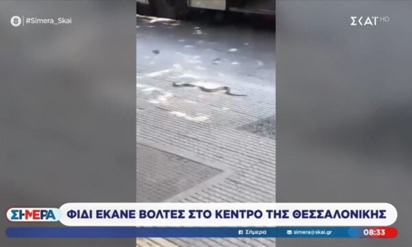 Φίδι έκανε βόλτες στο κέντρο της Θεσσαλονίκης