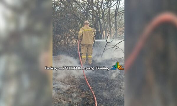 Φωτιά ανάμεσα σε ελαιόδενδρα στον Άγιο Γεώργιο Πελασγίας