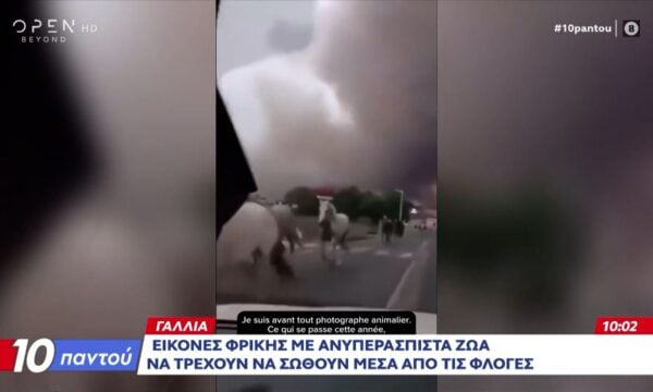 Γαλλία: Εικόνες φρίκης με ανυπεράσπιστα ζώα να τρέχουν να γλιτώσουν μέσα από τις φλόγες