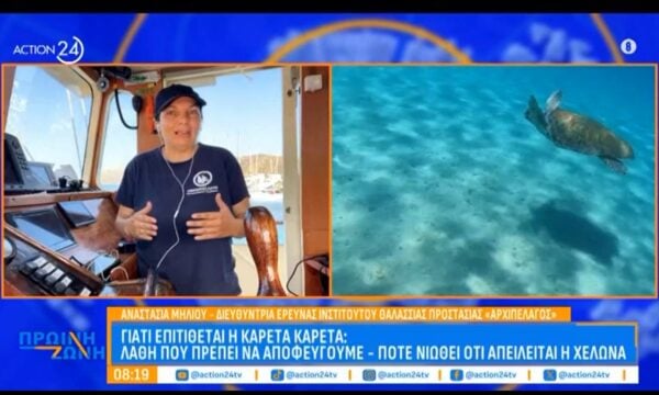 Γιατί επιτίθεται η καρέτα καρέτα; Λάθη που πρέπει να αποφεύγουμε