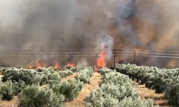 Η φωτιά στη Ξηρονομή Βοιωτίας καίει καλλιέργειες