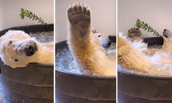Ice Bucket Challenge… για πολική αρκούδα