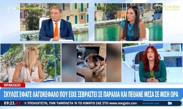 Ηράκλειο: Σκύλος έφαγε λαγοκέφαλο που είχε ξεβραστεί στην παραλία και πέθανε μέσα σε μισή ώρα