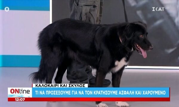 Καλοκαίρι και σκύλος: Τι να προσέξουμε για να τον κρατήσουμε ασφαλή και χαρούμενο