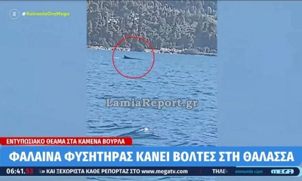 Καμένα Βούρλα: Φάλαινα φυσητήρας κάνει βόλτες 350 μέτρα από την ακτή