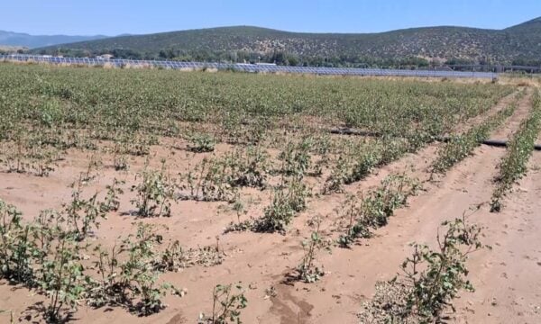 Καταστροφές σε καλλιέργειες από το χαλάζι σε Λιβαδειά και Ορχομενό