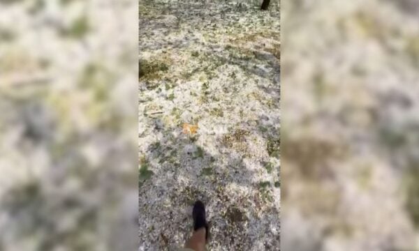 Καταστροφή από το χαλάζι σε καλλιέργειες φυστικιών στη Μακρακώμη