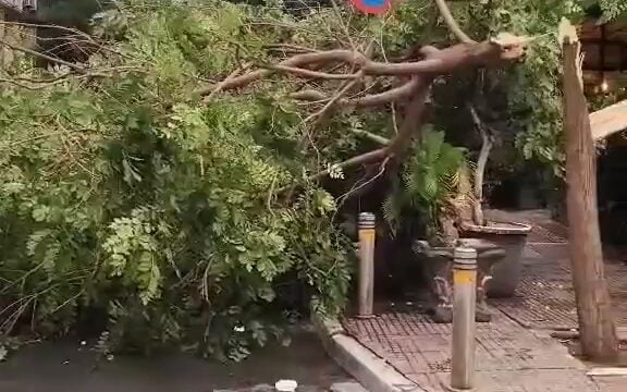 Κατέρρευσε δέντρο στην Χαλκοκονδύλη στο κέντρο της Αθήνας