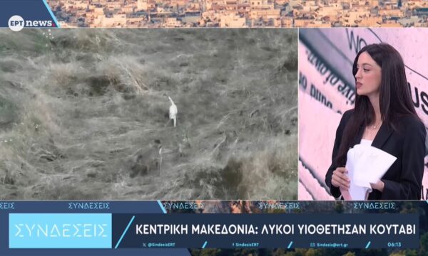 Κεντρική Μακεδονία: Λύκοι υιοθέτησαν κουτάβι