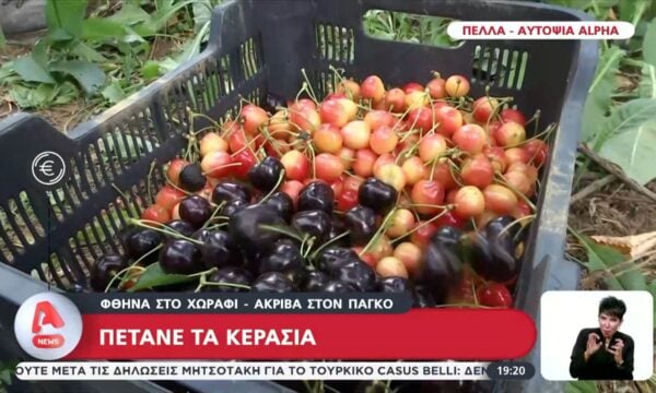 Κεράσια: Φθηνά στο χωράφι – Ακριβά στον πάγκο