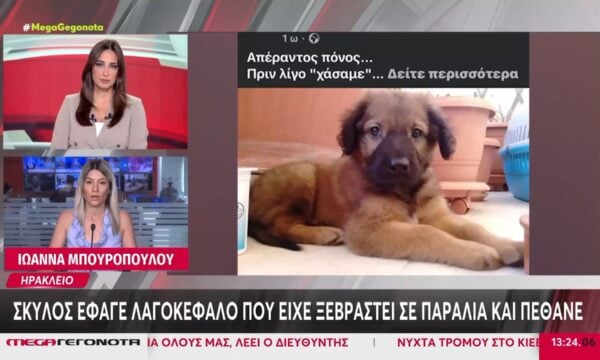 Κρήτη: Σκύλος έφαγε λαγοκέφαλο που είχε ξεβραστεί σε παραλία και πέθανε