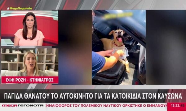 Κτηνίατρος: Δεν πρέπει ποτέ ένα σκυλάκι να μένει έστω και για λίγα λεπτά μέσα στο αυτοκίνητο