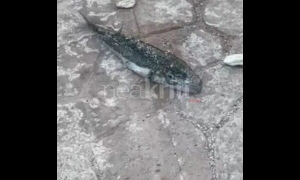 Λαγοκέφαλος-τέρας άνω των 50 εκατοστών αλιεύθηκε σε παραλία του Ηρακλείου