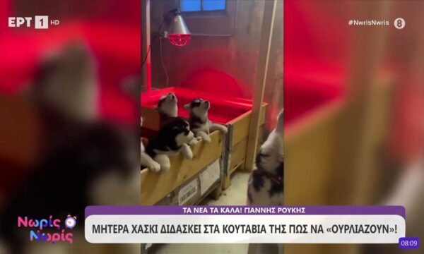 Μητέρα Χάσκι διδάσκει στα κουτάβια της πως να «ουρλιάζουν»!