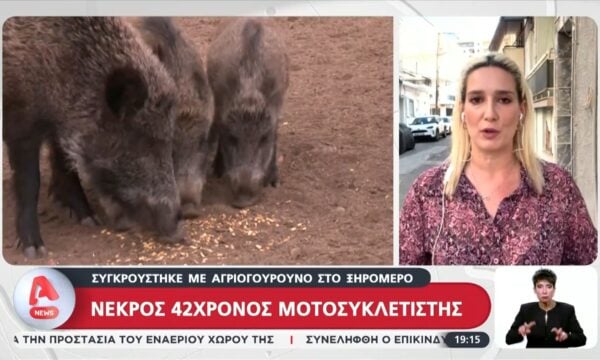 Νεκρός 42χρονος μοτοσικλετιστής μετά από σύγκρουση με αγριογούρουνο