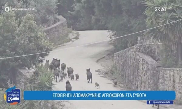 Οι αγριόχοιροι που αναστάτωσαν τα Σύβοτα – Η επιχείρηση απομάκρυνσης