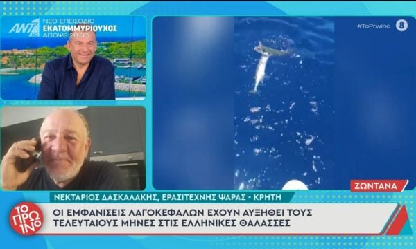 Οι εμφανίσεις λαγοκέφαλων έχουν αυξηθεί τους τελευταίους μήνες – Το Πρωινό – 03/07/2026