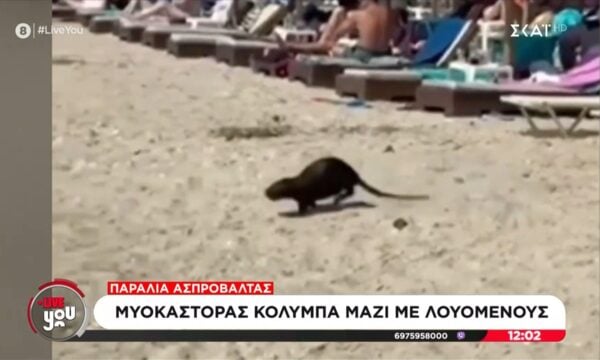 Παραλία Ασπροβάλτας: Μυοκάστορας κολυμπά μαζί με λουόμενους