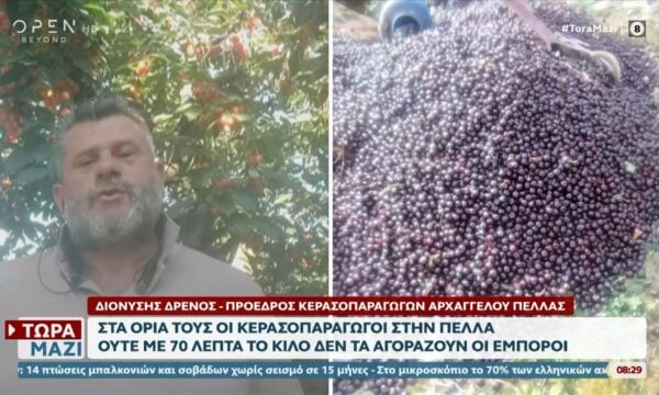 Πέλλα: Πέταξαν πάνω από 15 τόνους κεράσια γιατί δεν βρίσκουν αγοραστές