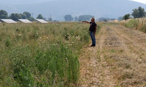 Σε κατάσταση συναγερμού η Κωπαίδα. Ποντίκια λεηλατούν καλλιέργειες. Σε απόγνωση οι αγρότες.